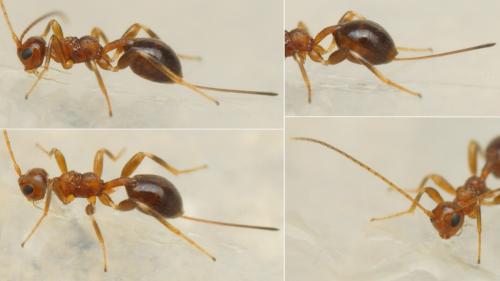 Spathius pedestris